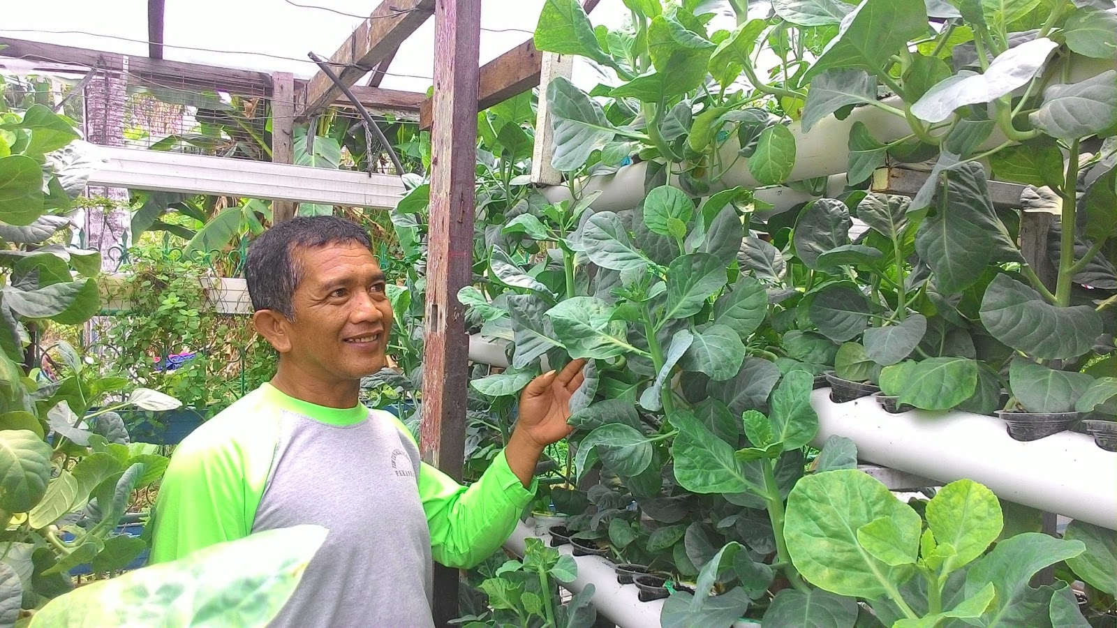 Rindang Tangan Raksasa Penangkal Asap di Kampung Berseri Astra